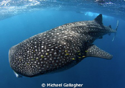   My first ever whale shark What way end year... year  